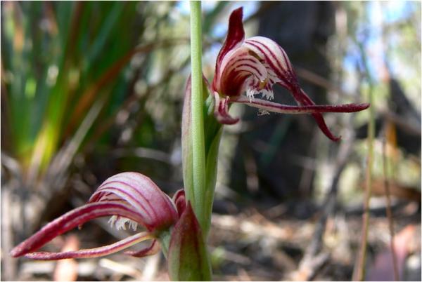 Pyrorchis nigricans - Undertaker Orchid.jpg